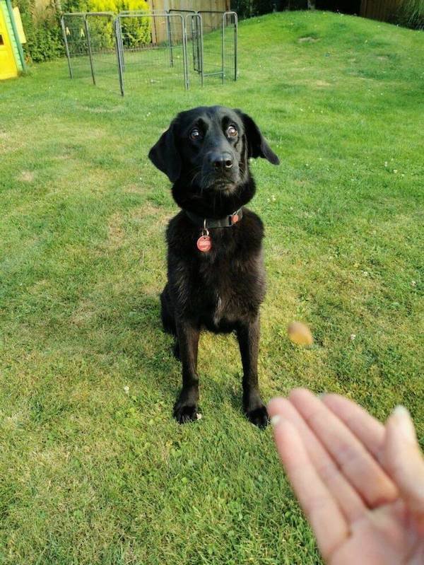 Funny Animals (49 pics)