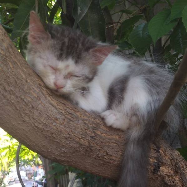 Cats Can Sleep Wherever They Want (30 pics)