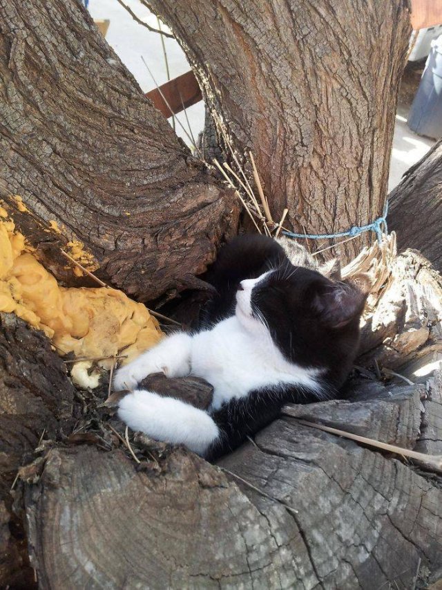 Cats Can Sleep Wherever They Want (30 pics)