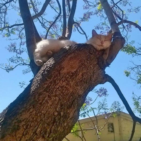 Cats Can Sleep Wherever They Want (30 pics)