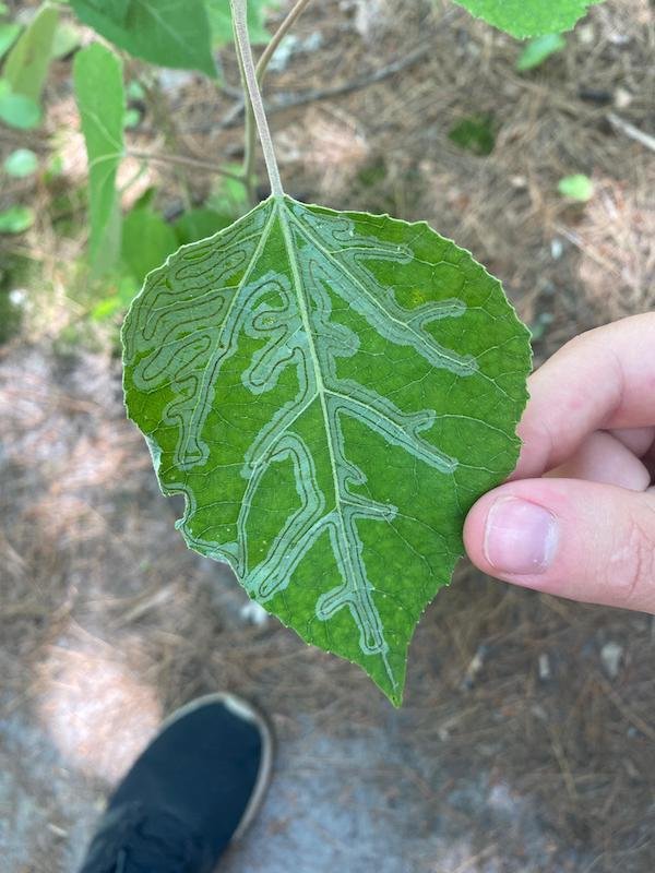 Unusual Finds (18 pics)