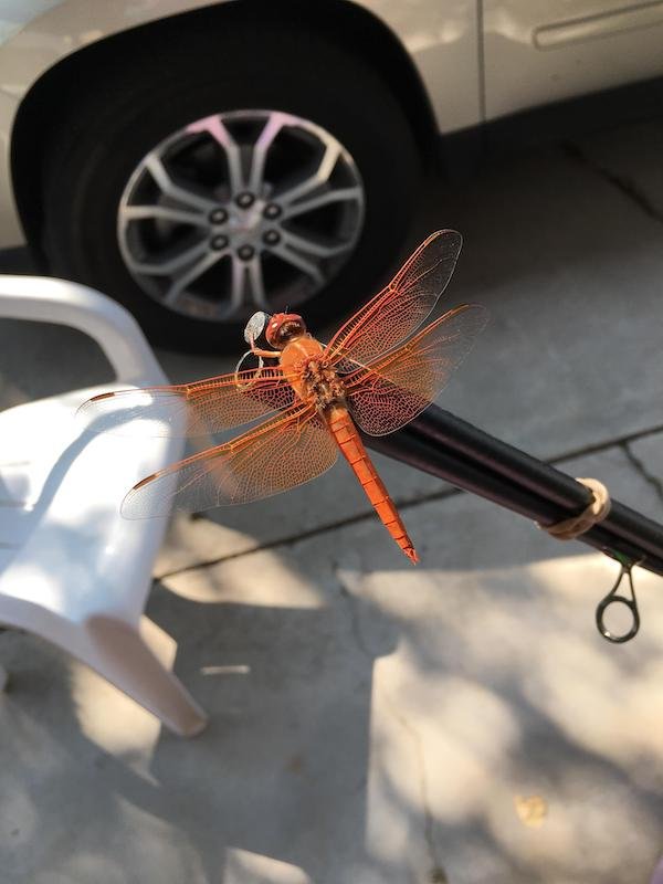 Unusual Finds (18 pics)