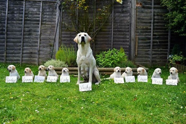 Cute Animals (27 pics)