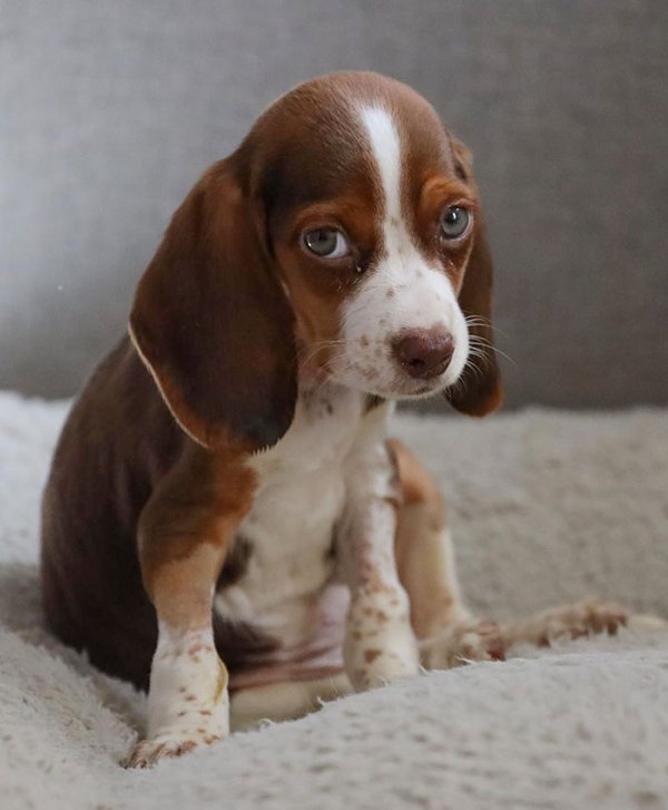 Cute Animals (27 pics)