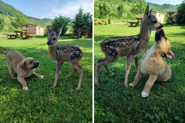 Cute Animals (27 pics)