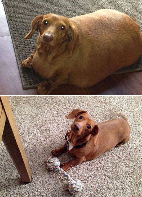 Cute Animals (27 pics)