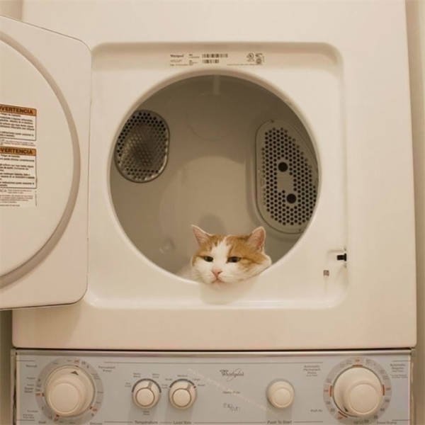 Funny Cats In Unusual Places (40 pics)