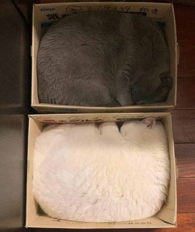 Funny Cats In Unusual Places (40 pics)