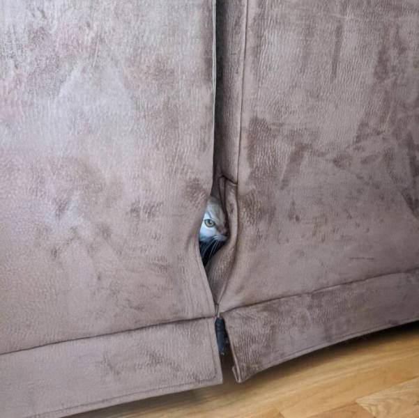Funny Cats In Unusual Places (40 pics)