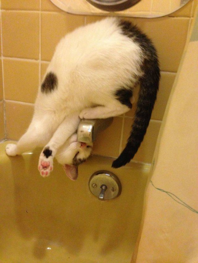 Cats Who Don't Care About Physics (39 pics)