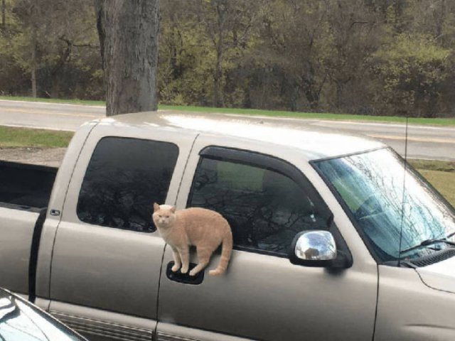 Cats Who Don't Care About Physics (39 pics)
