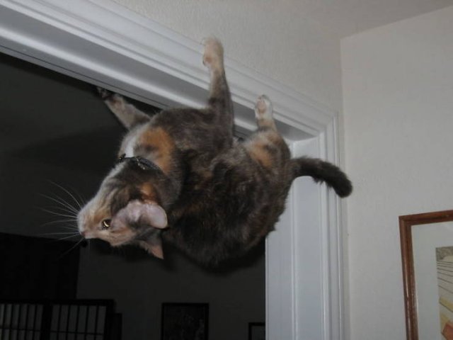 Cats Who Don't Care About Physics (39 pics)