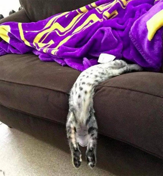 Cats Who Don't Care About Physics (39 pics)