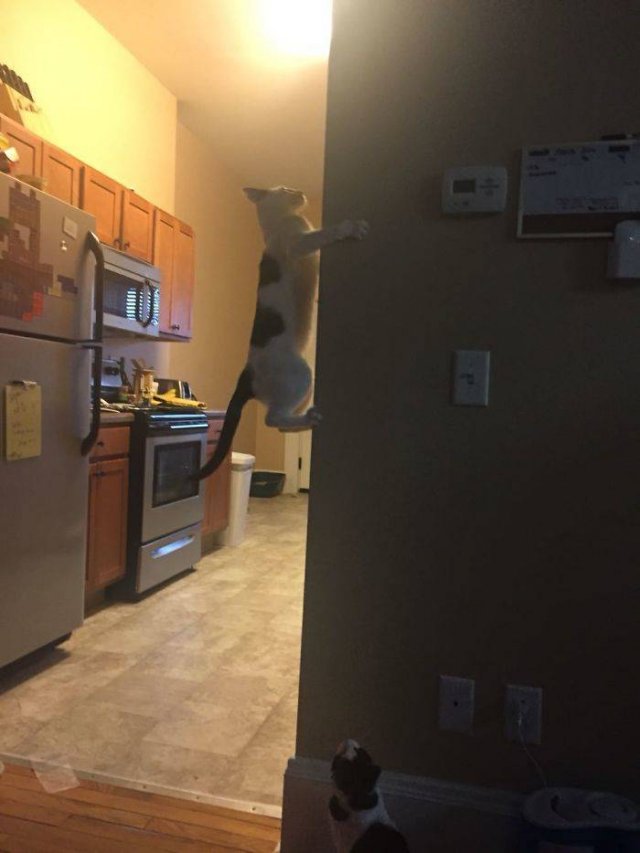 Cats Who Don't Care About Physics (39 pics)