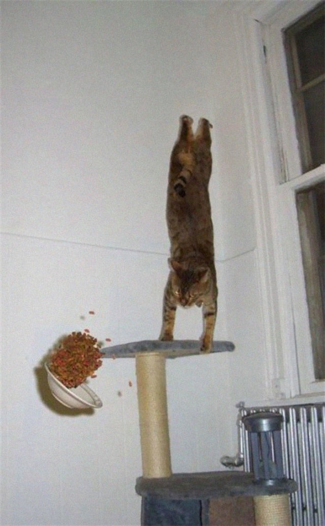 Cats Who Don't Care About Physics (39 pics)