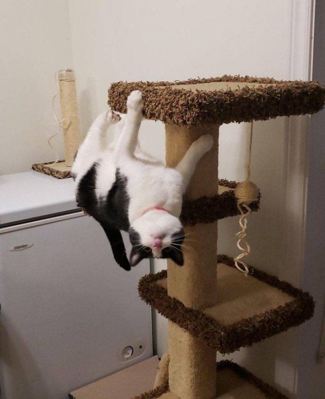 Cats Who Don't Care About Physics (39 pics)