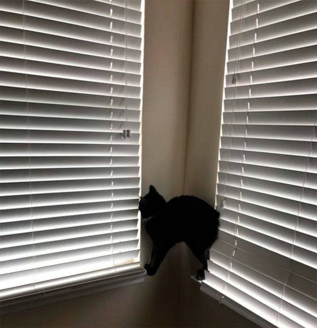 Cats Who Don't Care About Physics (39 pics)