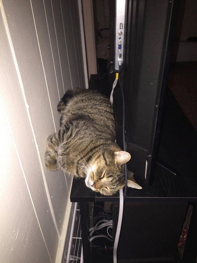 Cats Who Don't Care About Physics (39 pics)
