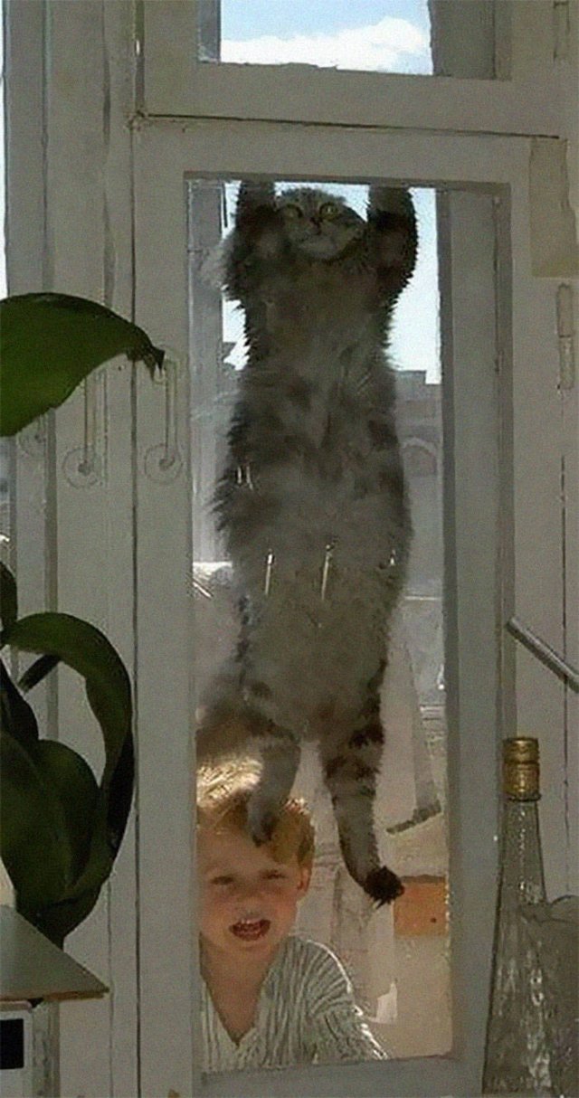 Cats Who Don't Care About Physics (39 pics)