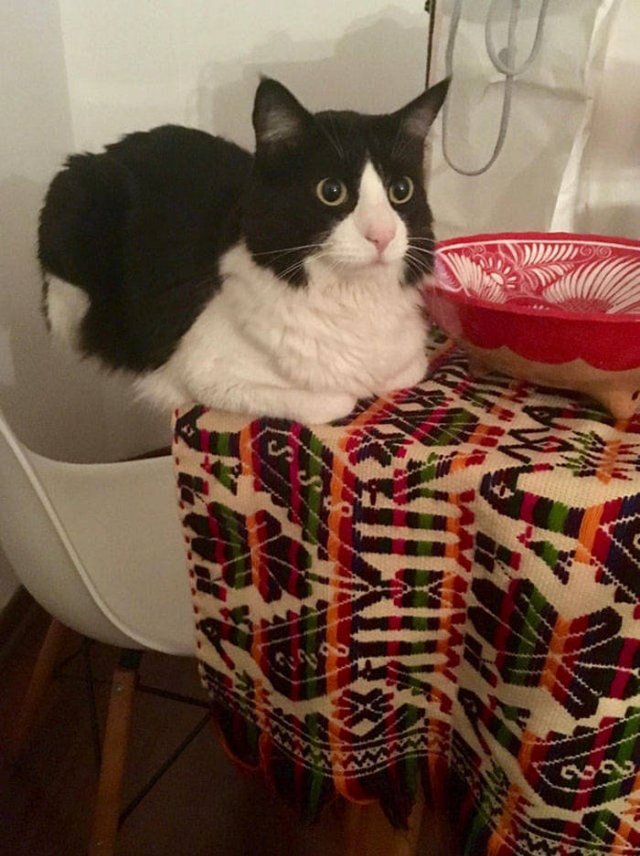 Cats Who Don't Care About Physics (39 pics)