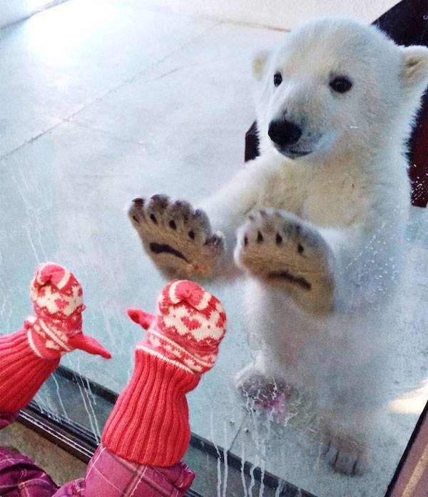 Funny Bears (33 pics)