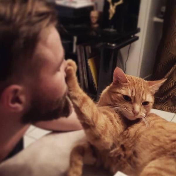 Cute And Funny Cats (36 pics)