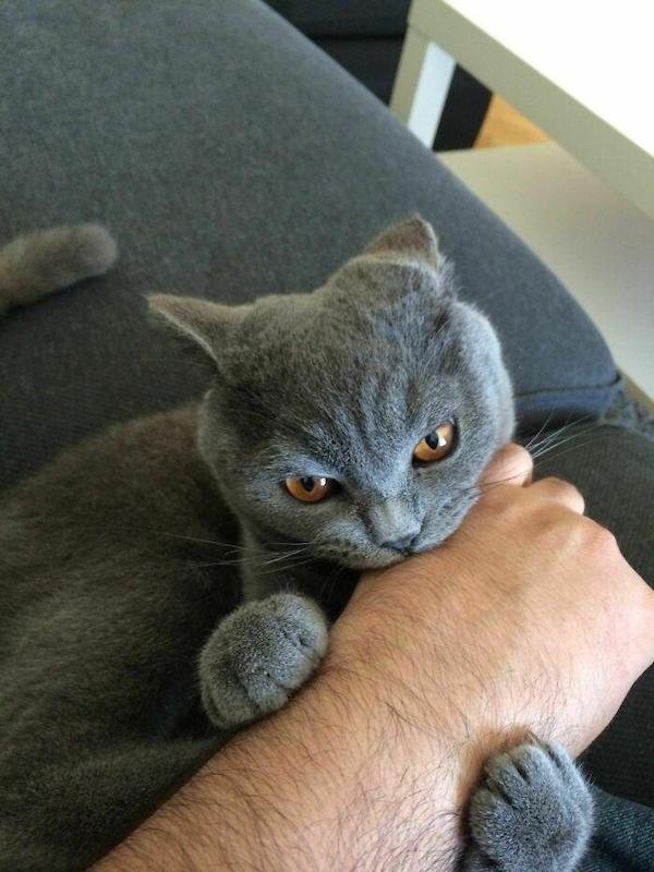 Cute And Funny Cats (36 pics)