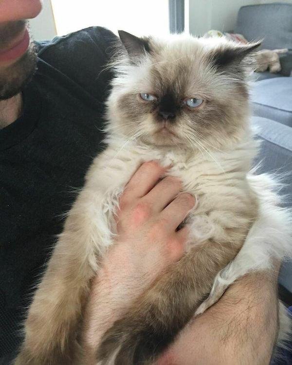 Cute And Funny Cats (36 pics)