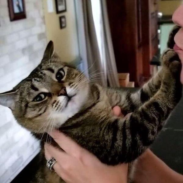 Cute And Funny Cats (36 pics)