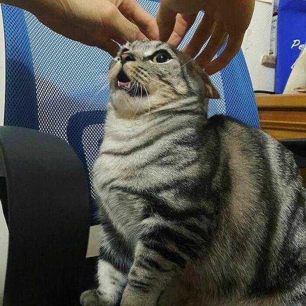 Cute And Funny Cats (36 pics)