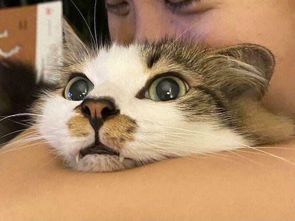 Cute And Funny Cats (36 pics)