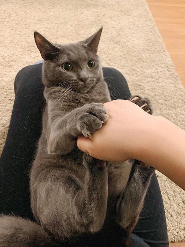 Cute And Funny Cats (36 pics)