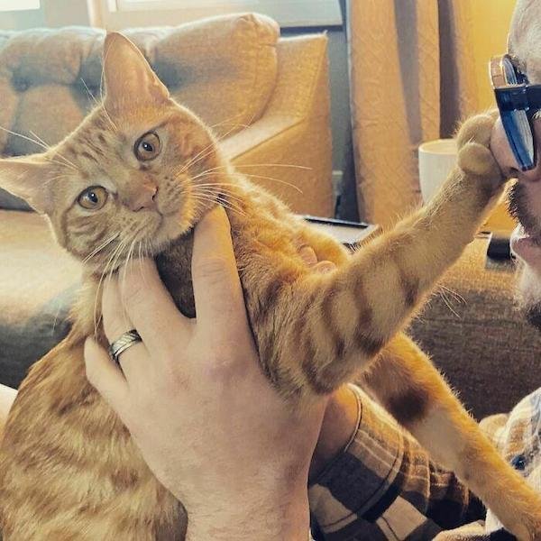 Cute And Funny Cats (36 pics)