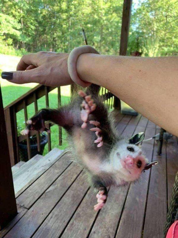 Funny Animals (46 pics)