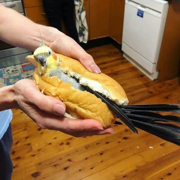 Funny Animals (46 pics)