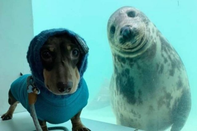 Funny Animals (46 pics)