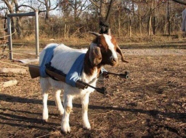 Unusual Weapon (65 pics)