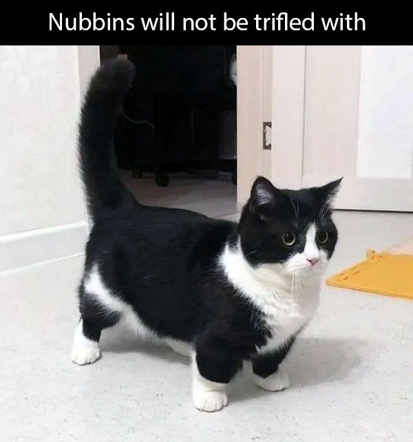 Cute Cats (28 pics)