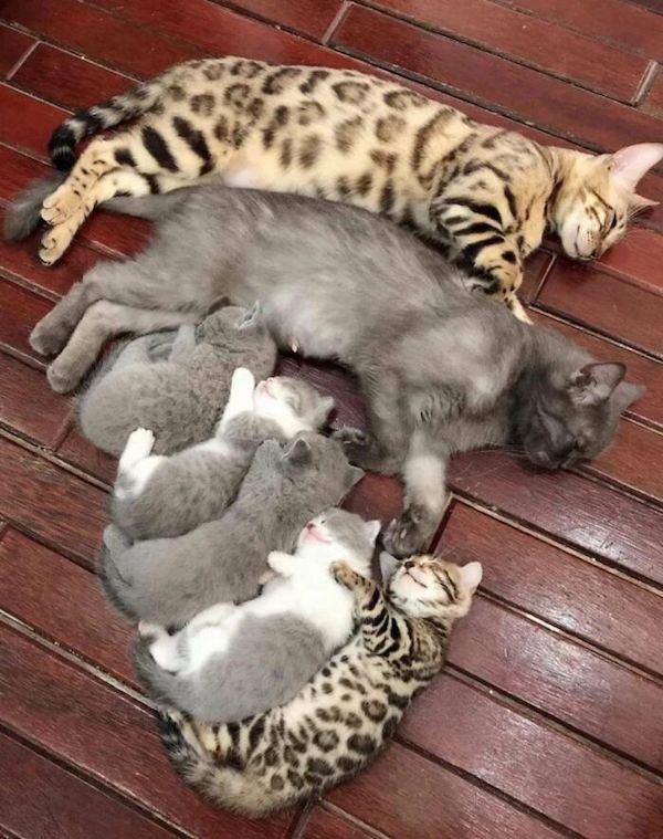 Funny Animals (30 pics)