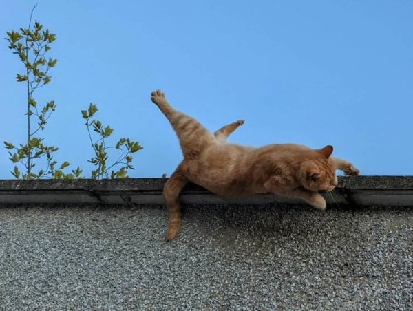 Cute Cats (28 pics)