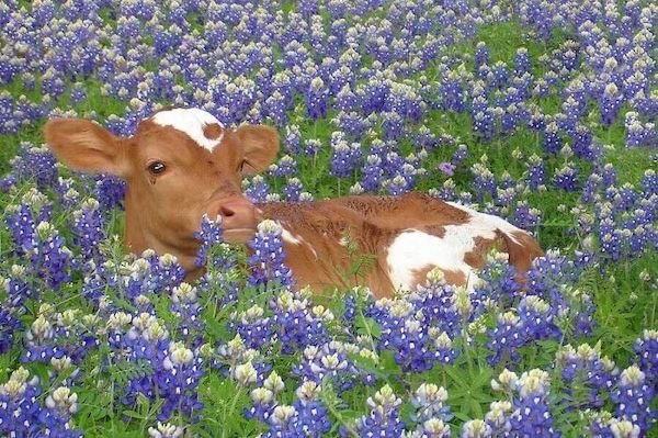 Funny Animals (30 pics)