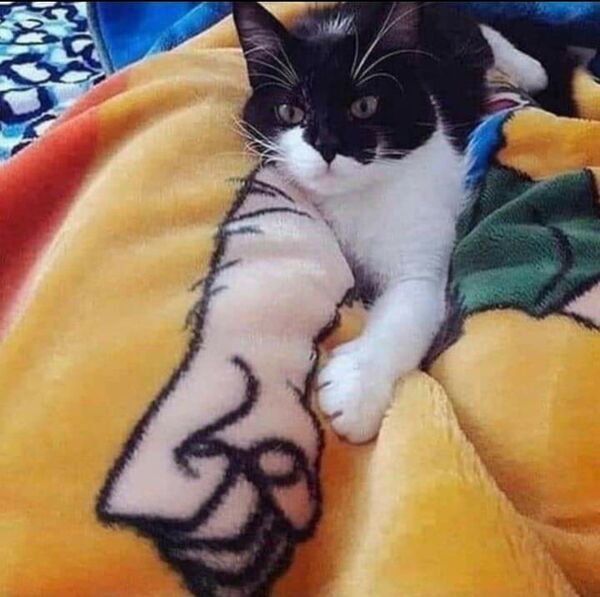 Cute Cats (28 pics)