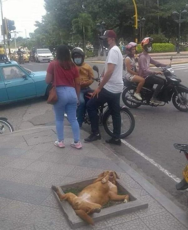 Funny Animals (30 pics)