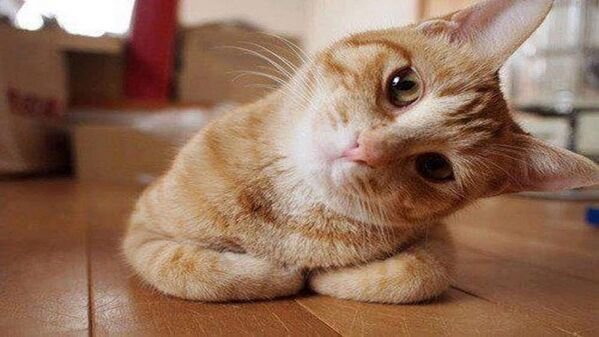 Cute Cats (28 pics)