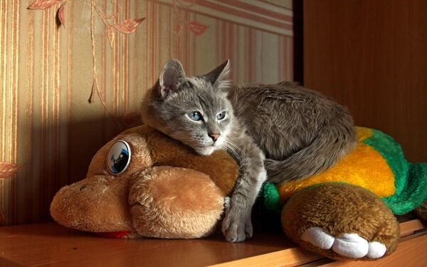 Cute Cats (28 pics)