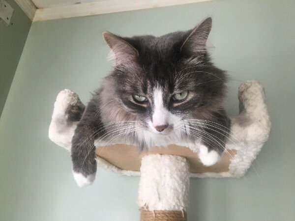 Cute Cats (28 pics)