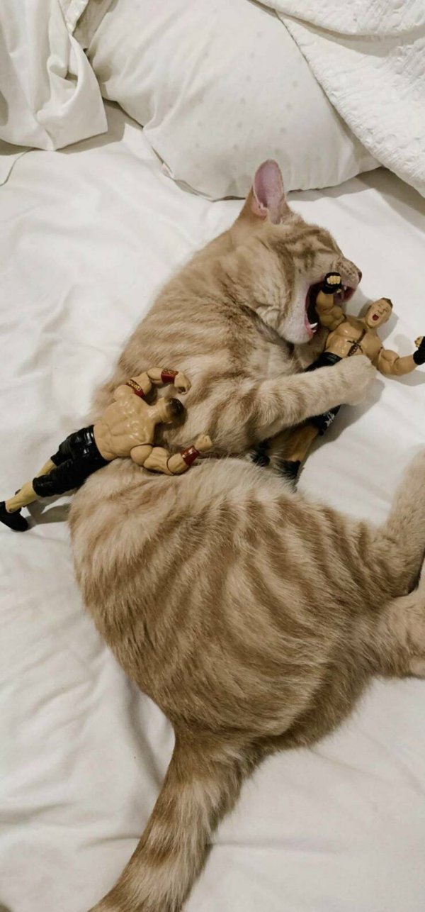 Cute Cats (28 pics)