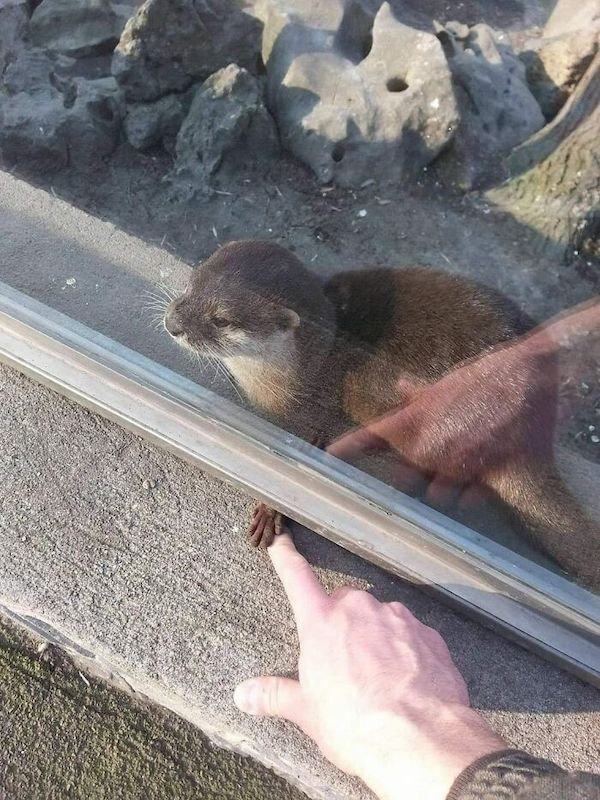 Funny Animals (30 pics)