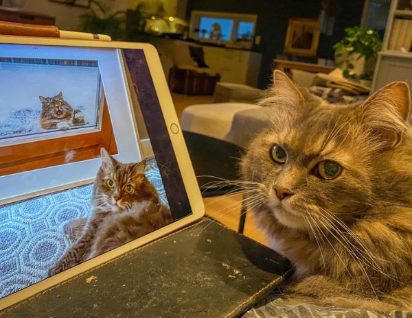 Cute Cats (28 pics)