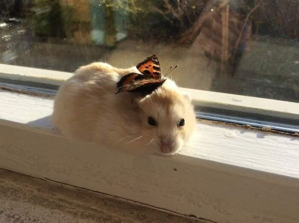 Funny Animals (30 pics)